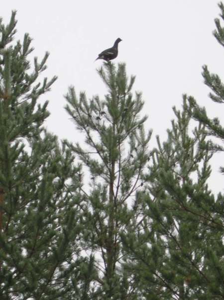 Birkhahn