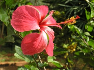 Hibiscusblüte