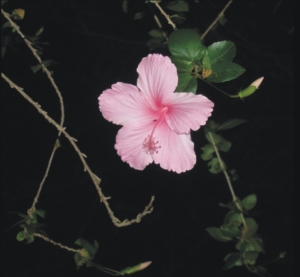 Blumen