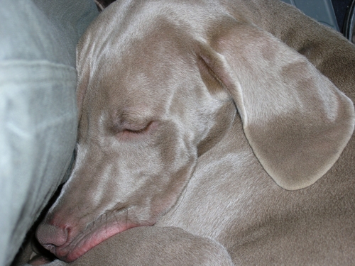 Weimaraner im Schlaf